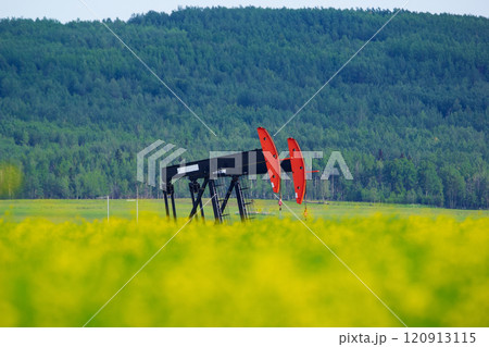 Pumpjack in the yellow blooming canola field and green forest hills in the background. 120913115
