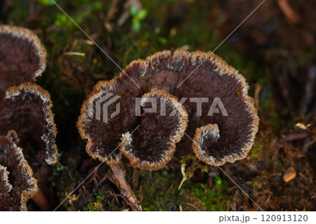 Beautiful brown curls of Telephora terrestris (also Common fiber vase or Earthfan fungus) growing in bright green moss in the forest. Beautiful brown curls of Telephora terrestris (also Common fiber vase or Earthfan fungus) growing in bright green moss in the forest. 120913120