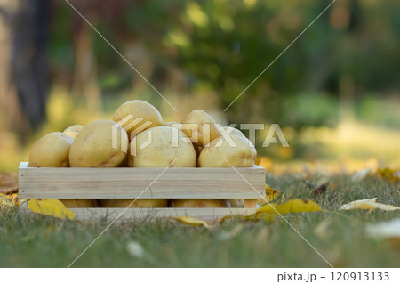 Yukon gold potato in the wooden crate on the green lawn 120913133