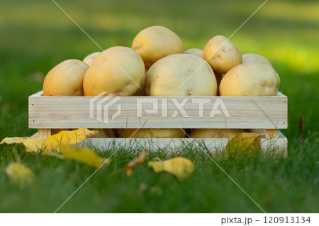 Yukon gold potatoes in the wooden crate on the green lawn 120913134