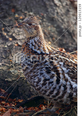 Female ruffed grouse in the wild under the tree, walking in the forest in perfect camouflage. 120913159