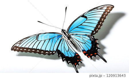 蝶々 120913643