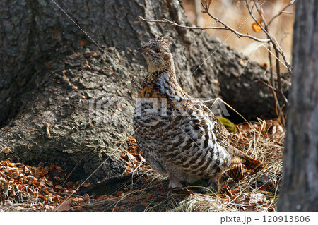 Ruffed grouse hen is walking under the tree in the spring woods. Ruffed grouse hen is walking under the tree in the spring woods. 120913806
