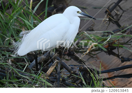 獲物を狙う白鷺 120913845