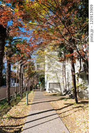 電気通信大学のキャンパス　入口から本館に続く小路を歩く　冬晴れの青空　東京都調布市調布ケ丘 120913909