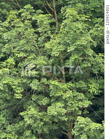 Rubber tree in the garden Nature background 120914801