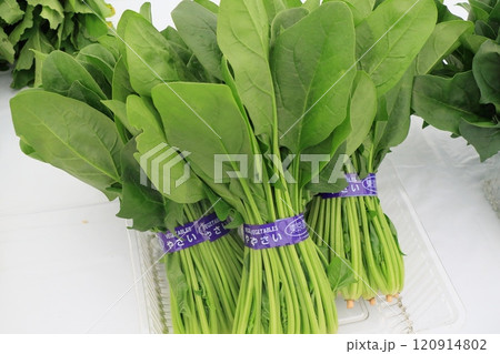 新鮮なホウレンソウ 120914802