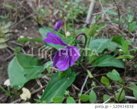 日当たりの良い道端や野原などで春に花を咲かせる多年草ですが、この花のような秋の返り咲きもあります。 日当たりの良い道端や野原などで春に花を咲かせる多年草ですが、この花のような秋の返り咲きもあります。 120914838