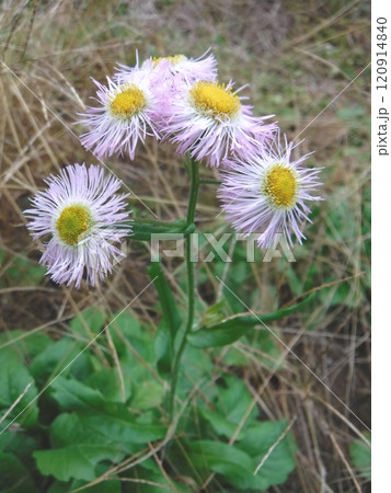 道端や空き地で春に花を咲かせる多年草ですが、この花のように秋にも咲くことがあるようです。 道端や空き地で春に花を咲かせる多年草ですが、この花のように秋にも咲くことがあるようです。 120914840