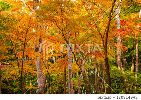 【京都風景】祇王寺 背の高い紅葉に心静かな秋 【京都風景】祇王寺 背の高い紅葉に心静かな秋 120914945