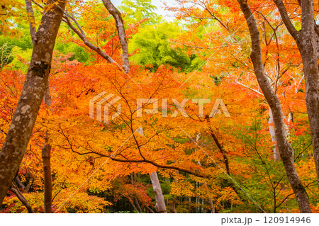 【京都風景】祇王寺　背の高い紅葉に心静かな秋 120914946