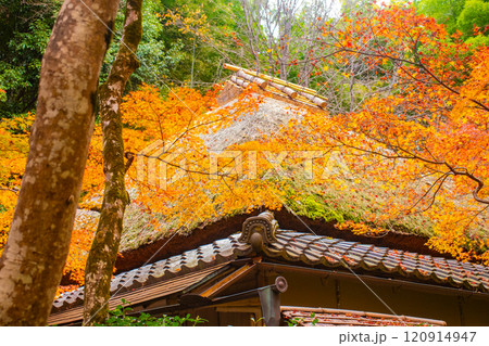 【京都風景】祇王寺　背の高い紅葉に心静かな秋 120914947
