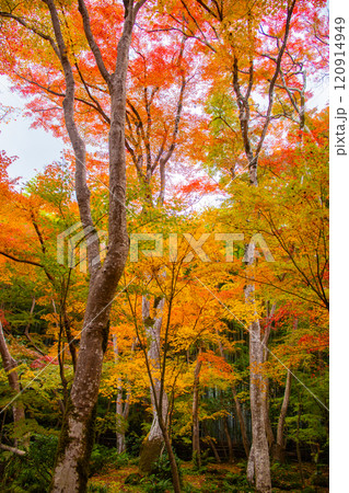 【京都風景】祇王寺 背の高い紅葉に心静かな秋 【京都風景】祇王寺 背の高い紅葉に心静かな秋 120914949