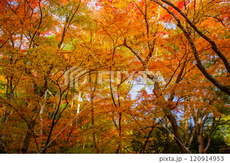 【京都風景】祇王寺　背の高い紅葉に心静かな秋 120914953