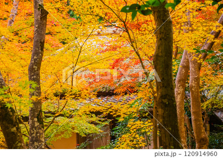 【京都風景】祇王寺　背の高い紅葉に心静かな秋 120914960