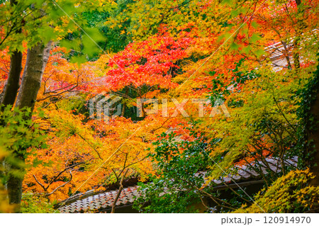 【京都風景】祇王寺　背の高い紅葉に心静かな秋 120914970