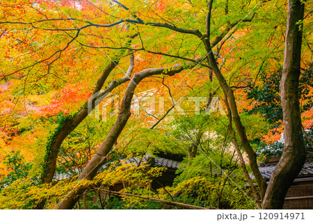 【京都風景】祇王寺 背の高い紅葉に心静かな秋 【京都風景】祇王寺 背の高い紅葉に心静かな秋 120914971