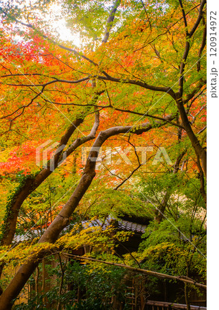 【京都風景】祇王寺　背の高い紅葉に心静かな秋 120914972
