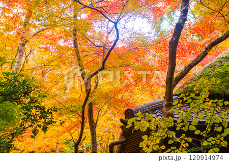 【京都風景】祇王寺 背の高い紅葉に心静かな秋 【京都風景】祇王寺 背の高い紅葉に心静かな秋 120914974