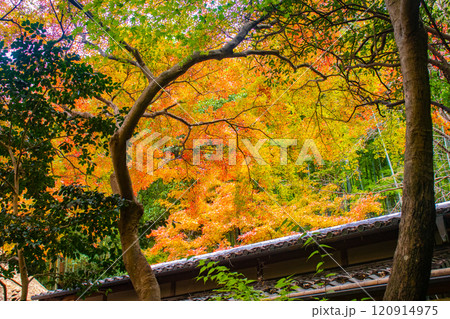 【京都風景】祇王寺 背の高い紅葉に心静かな秋 【京都風景】祇王寺 背の高い紅葉に心静かな秋 120914975