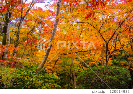 【京都風景】祇王寺　背の高い紅葉に心静かな秋 120914982