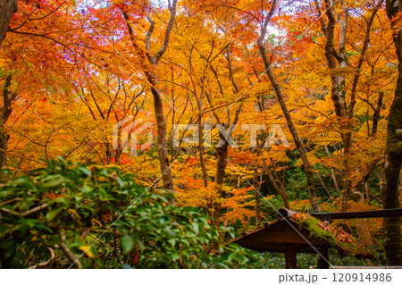 【京都風景】祇王寺 背の高い紅葉に心静かな秋 【京都風景】祇王寺 背の高い紅葉に心静かな秋 120914986