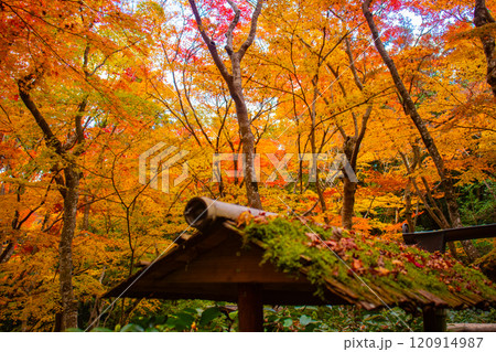 【京都風景】祇王寺　背の高い紅葉に心静かな秋 120914987