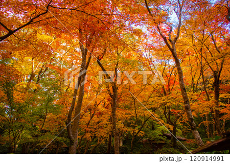 【京都風景】祇王寺 背の高い紅葉に心静かな秋 【京都風景】祇王寺 背の高い紅葉に心静かな秋 120914991