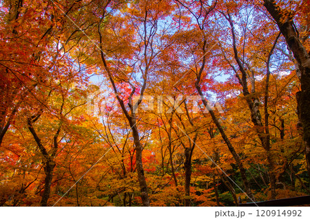 【京都風景】祇王寺　背の高い紅葉に心静かな秋 120914992