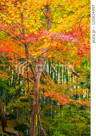 【京都風景】祇王寺　背の高い紅葉に心静かな秋 120914997
