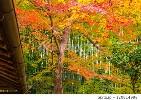 【京都風景】祇王寺　背の高い紅葉に心静かな秋 120914998
