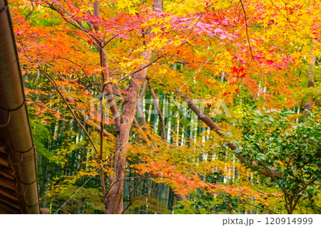 【京都風景】祇王寺　背の高い紅葉に心静かな秋 120914999