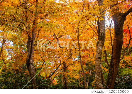 【京都風景】祇王寺 背の高い紅葉に心静かな秋 【京都風景】祇王寺 背の高い紅葉に心静かな秋 120915000