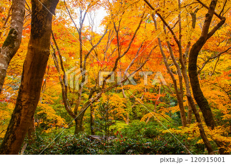 【京都風景】祇王寺　背の高い紅葉に心静かな秋 120915001