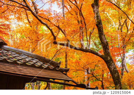 【京都風景】祇王寺　背の高い紅葉に心静かな秋 120915004