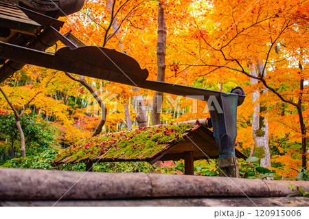 【京都風景】祇王寺　背の高い紅葉に心静かな秋 120915006
