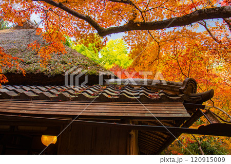 【京都風景】祇王寺 背の高い紅葉に心静かな秋 【京都風景】祇王寺 背の高い紅葉に心静かな秋 120915009