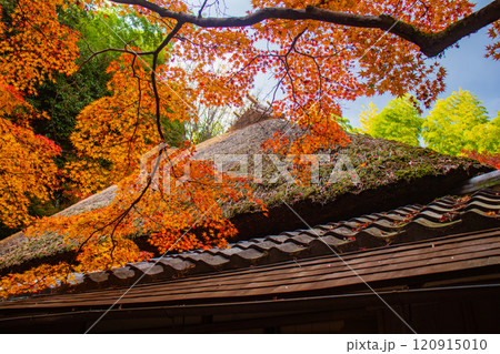 【京都風景】祇王寺 背の高い紅葉に心静かな秋 【京都風景】祇王寺 背の高い紅葉に心静かな秋 120915010