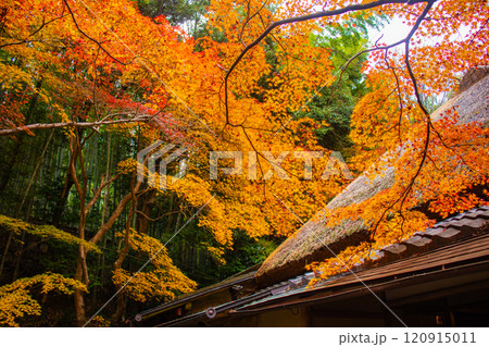 【京都風景】祇王寺　背の高い紅葉に心静かな秋 120915011
