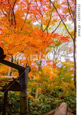 【京都風景】祇王寺 背の高い紅葉に心静かな秋 【京都風景】祇王寺 背の高い紅葉に心静かな秋 120915012