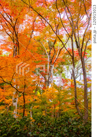 【京都風景】祇王寺 背の高い紅葉に心静かな秋 【京都風景】祇王寺 背の高い紅葉に心静かな秋 120915013