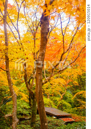 【京都風景】祇王寺 背の高い紅葉に心静かな秋 【京都風景】祇王寺 背の高い紅葉に心静かな秋 120915014