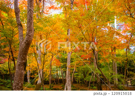 【京都風景】祇王寺　背の高い紅葉に心静かな秋 120915018