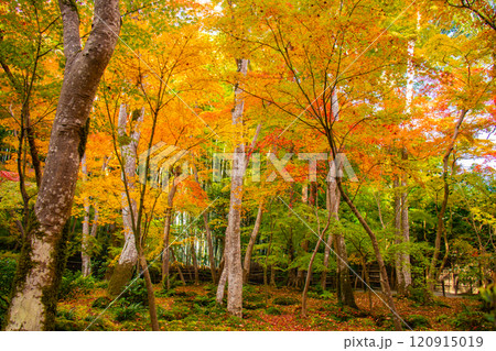【京都風景】祇王寺 背の高い紅葉に心静かな秋 【京都風景】祇王寺 背の高い紅葉に心静かな秋 120915019