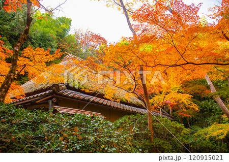 【京都風景】祇王寺　背の高い紅葉に心静かな秋 120915021