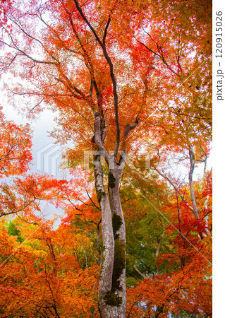 【京都風景】祇王寺 背の高い紅葉に心静かな秋 【京都風景】祇王寺 背の高い紅葉に心静かな秋 120915026