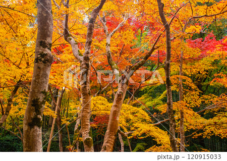【京都風景】祇王寺 背の高い紅葉に心静かな秋 【京都風景】祇王寺 背の高い紅葉に心静かな秋 120915033