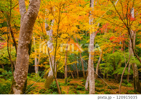 【京都風景】祇王寺 背の高い紅葉に心静かな秋 【京都風景】祇王寺 背の高い紅葉に心静かな秋 120915035