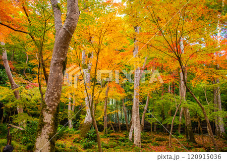 【京都風景】祇王寺　背の高い紅葉に心静かな秋 120915036