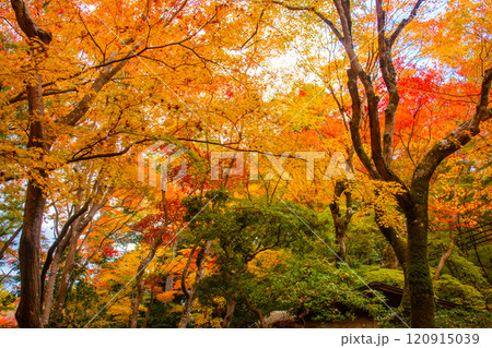 【京都風景】祇王寺 背の高い紅葉に心静かな秋 【京都風景】祇王寺 背の高い紅葉に心静かな秋 120915039